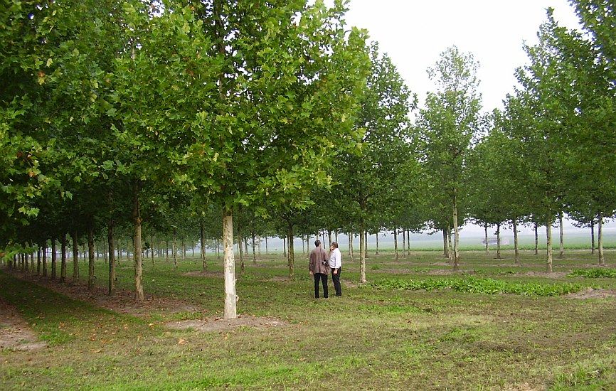 Nachhaltigkeitspreis der deutschen Baumschulwirtschaft