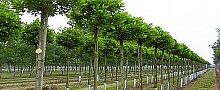 Straßenbaumtest in den Niederlanden
